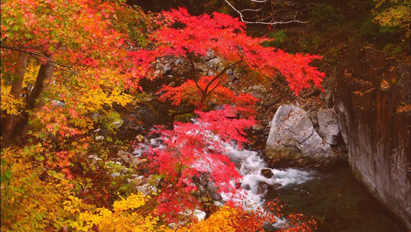 Núi Nakatsukyo mang nét đẹp thơ mộng mỗi khi mùa thu đến